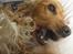 Cocker spaniel Bella (abeungen) - Tumledyr :D