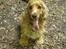 Cocker spaniel Bella (abeungen) - Skoven er Bellas yndlings sted!