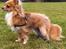 Chihuahua Simba