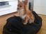 Chihuahua Simba