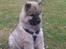 Eurasier Enzo