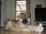 Eurasier Enzo