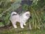 Eurasier Enzo