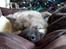 Eurasier Enzo