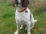 Engelsk springer spaniel Oscar  31.01.1999 - 08.02.2013 - 6. okt. 2012