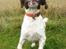 Engelsk springer spaniel Oscar  31.01.1999 - 08.02.2013 - 6. okt. 2012