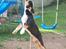 Renascence Bulldogge Arch Angel