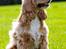 Amerikansk cocker spaniel Jamie - Oktober 2012