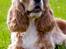 Amerikansk cocker spaniel Jamie - Oktober 2012