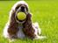 Amerikansk cocker spaniel Jamie - Oktober 2012