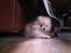 Pomeranian Shenna