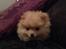 Pomeranian Shenna - En lille træt Shenna der har lagt sig hyggeligt og godt bag en pude :-)