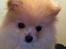 Pomeranian Shenna