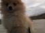 Pomeranian Shenna - Forårs dag på stranden.
