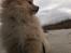 Pomeranian Shenna - Forårsdag på stranden.
