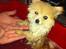 Pomeranian Shenna - Bade-tid hihi