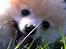 Pomeranian Shenna - En fjomse pomse der hygger sig i haven.