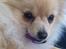 Pomeranian Shenna