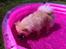 Pomeranian Shenna