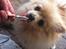 Pomeranian Shenna - Mhh, is!