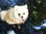Pomeranian Shenna - En bedskit Shenna i en lille bæk i skoven :-)