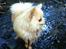 Pomeranian Shenna - En bedskidt Shenna i en lille bæk i skoven :-)