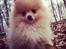 Pomeranian Shenna - Shenna på skovtur