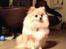 Pomeranian Shenna