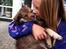 Finsk lapphund Coco