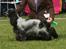 Cocker spaniel Diana - himmelhund - Spanielklubben Gold Cup 2012