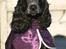 Cocker spaniel Diana - himmelhund