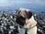 Mops Mackerly Trading Places - Murphy ved vandet i Risskov (09.10.2012)