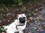 Mops Mackerly Trading Places