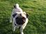Mops Mackerly Trading Places