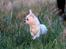 Chihuahua Honey Paj´s Yvain Yuzzlebug