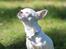 Chihuahua Honey Paj´s Yvain Yuzzlebug
