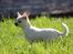 Chihuahua Honey Paj´s Yvain Yuzzlebug