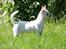 Chihuahua Honey Paj´s Yvain Yuzzlebug