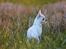 Chihuahua Honey Paj´s Yvain Yuzzlebug