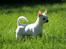 Chihuahua Honey Paj´s Yvain Yuzzlebug