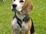 Beagle Betty