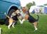 Beagle Betty