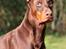 Dobermann Master Mia V Masterhof