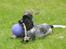 Cocker spaniel Diana - himmelhund - Diana med sin elskede bold