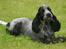 Cocker spaniel Diana - himmelhund