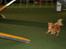 Blanding af racer Vimse - Vimse til agility stævne i Belgien 2012