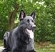 Schæferhund ambo