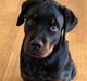 Rottweiler Lucca (Sjellebro's Eza) (2012-2020)