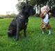 Cane corso Champ Diego