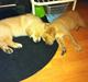 Labrador retriever Futte